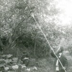 Сбор яблок. 1925-1927 гг. Русские. Фотоархив РЭМ. Сбор яблок. 1925-1927 гг. Русские. Фотоархив РЭМ.